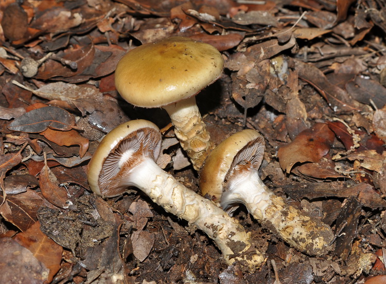 Cortinarius trivialis